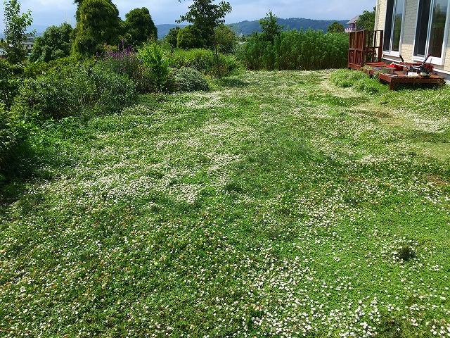 夏季の庭は芝生代わりに植栽した ひめイワダレ草 リッピア で花の絨毯です Prezeal プレジール