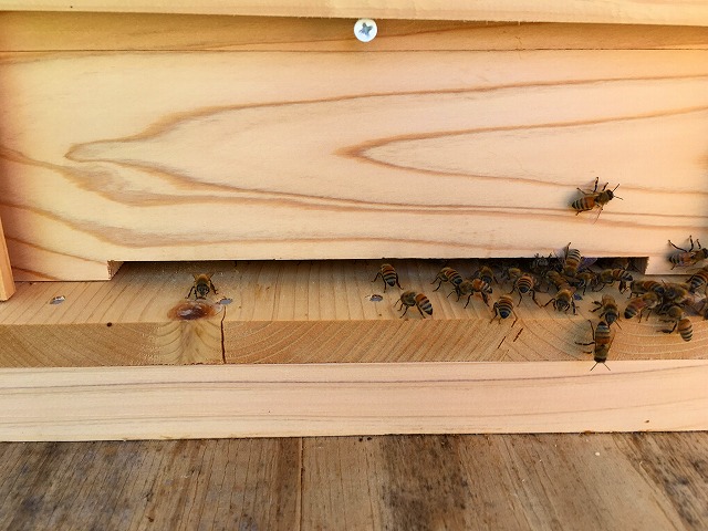 蜜蜂は暑さ・寒さ対策を群れで共同作業しています。 | Prezeal(プレジール)