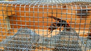 西洋蜜蜂の巣箱にスズメバチ捕獲器を取り付けました。 | Prezeal