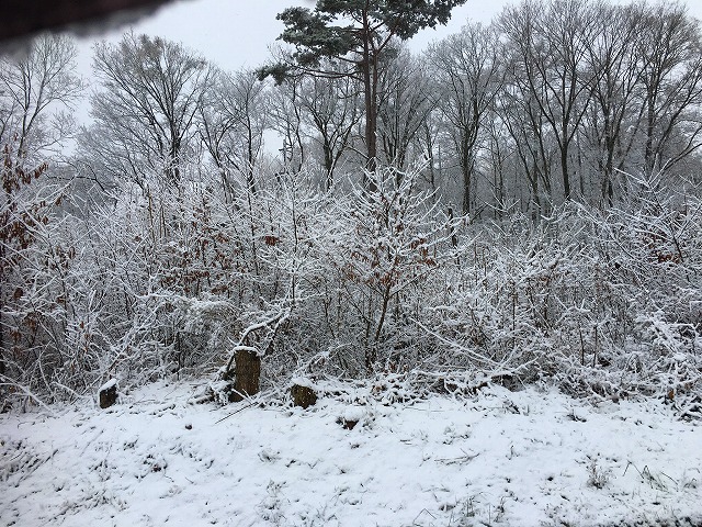 雪が３ ほど積もった中を薪の配達に行きました Prezeal プレジール